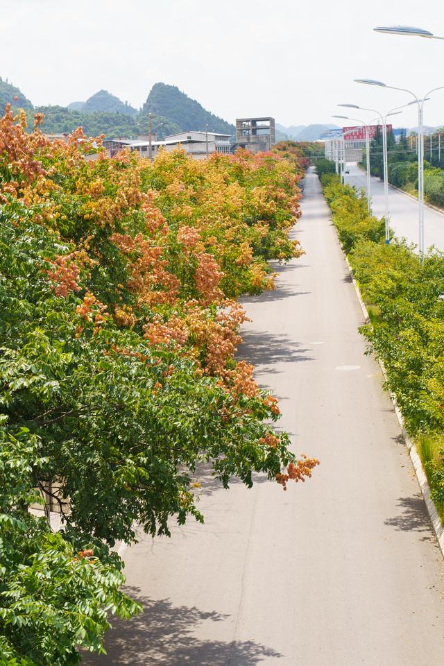 安顺：栾树花开成网红打卡点 秋意渐浓美景如画