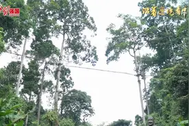 沿着边境看中国｜感受云南生态多样性：边境线上的热带雨林视频封面