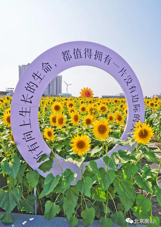 房山这两处向日葵花海已上线！