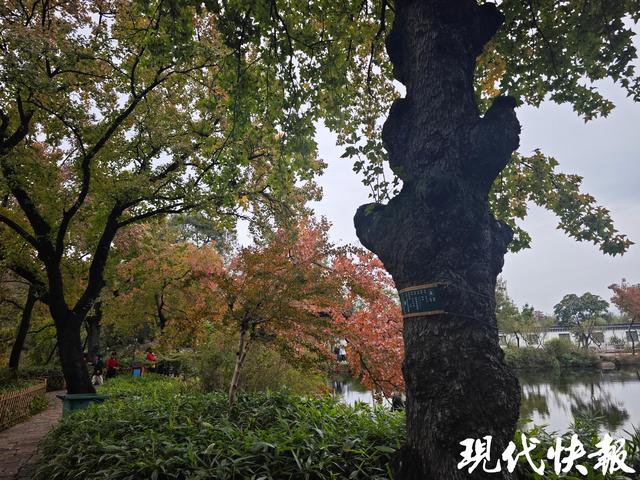 官宣！天平山红枫进入观赏期