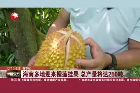 海南多地迎来榴莲挂果 总产量将达250吨