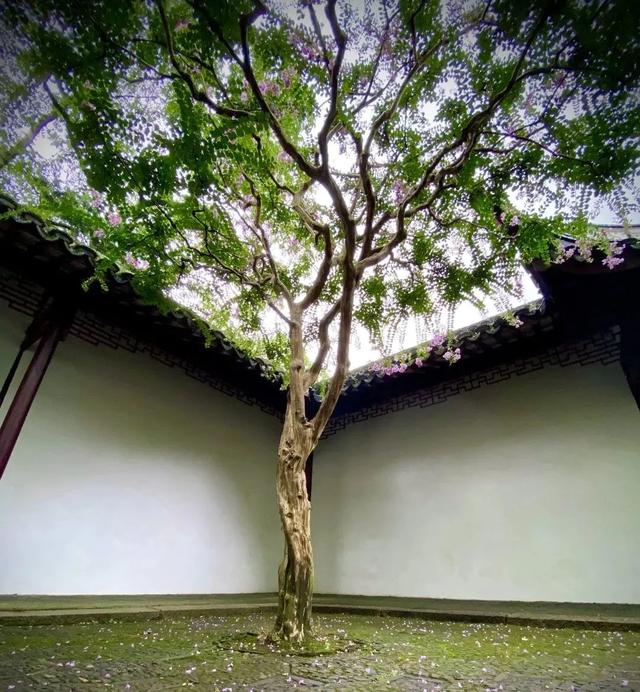 紫薇花盛放！上海这个古典园林盛夏满庭芳→