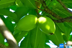 原创组图 | 海口海芒果树枝头挂满果实 其中有毒切勿采摘图片