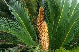 罕见! 武汉新洲一棵铁树上开了两朵雄花图片