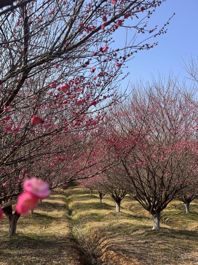 不是周末，人都巨多！武汉赏梅热潮持续，市民游客“踏香而来”