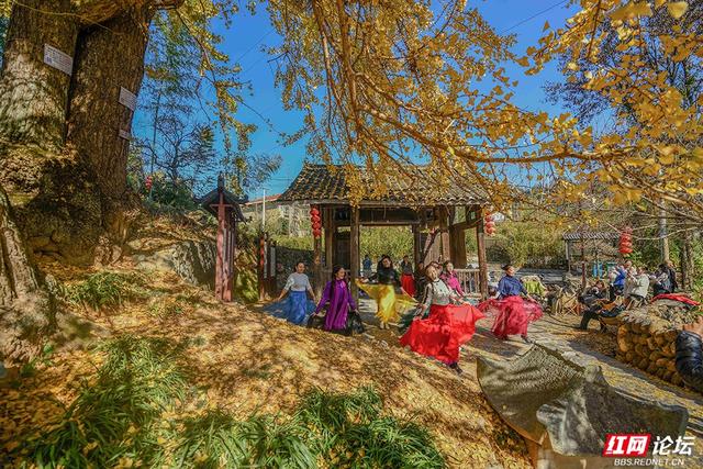 岁暖时刻丨一树千年金，解锁湖南冬日最美打开方式