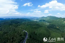 中国光彩事业毕节行｜毕节纳雍：菌药轮作 林地“生金”图片
