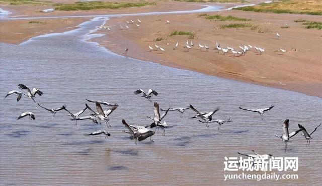 运城九大观鸟胜地邀你共赴冬日童话～