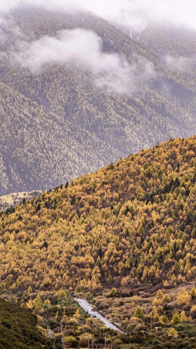 听说放秋假了？新都桥这波秋日余温太美了