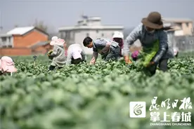 滇板蓝根蔬菜“云”游全国图片