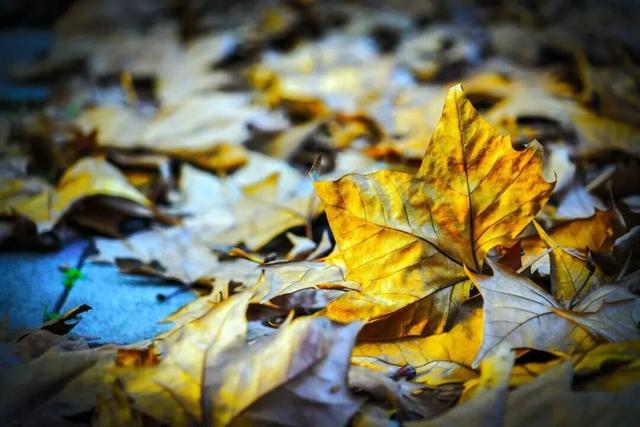 惊艳！身边的北京秋景“天花板”来了！