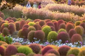 这种网红植物正“变红”，周末不少人去打卡！除了金山，今年市中心这里也有一大片｜换一种方式看上海秋天②图片