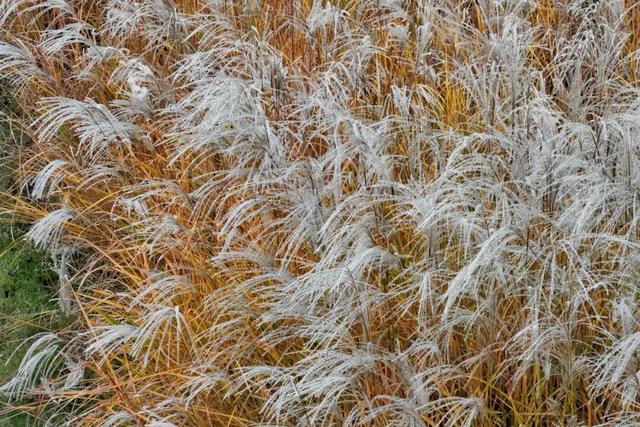【美丽瀍河】走进霞光里的芦苇荡，聆听晚风絮语，畅游“毛茸茸”暖金花海！