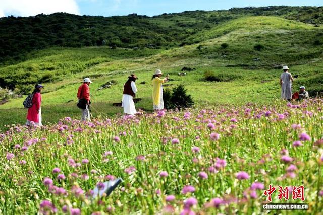 贵州六盘水：万亩野生韭菜花开引游客