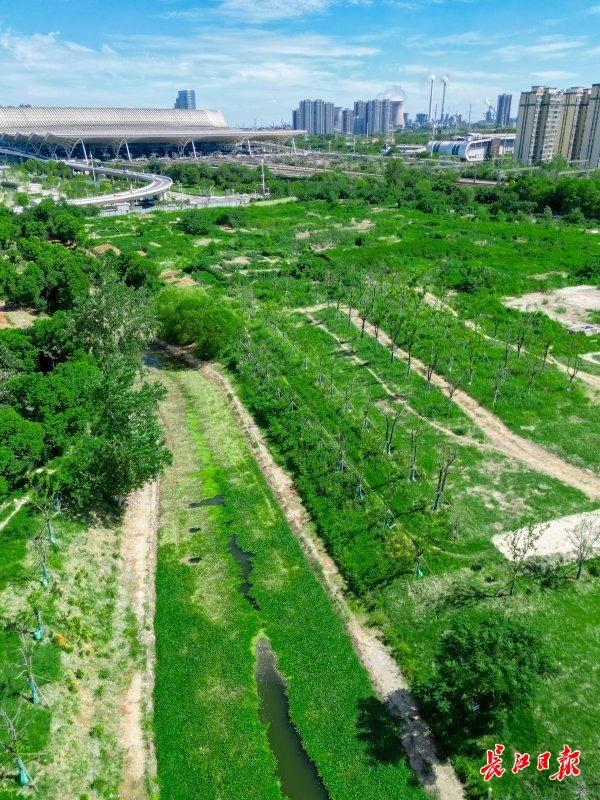 荒地披绿，武汉这条明渠变身水岸花溪