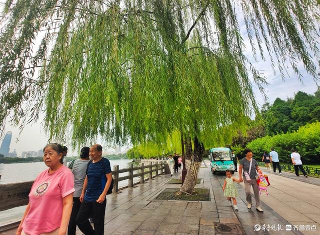 明湖垂柳曼妙多姿，游人如织景致如画