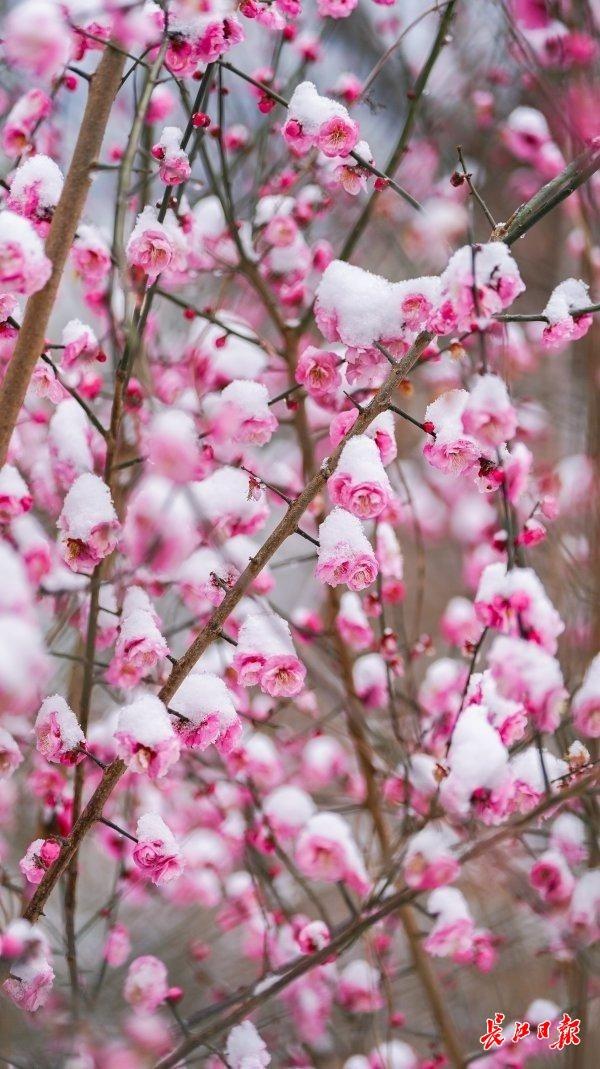 踏雪寻梅，武汉公园美出圈