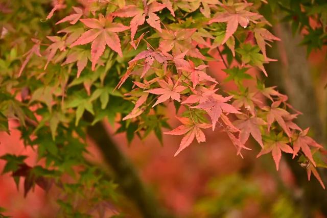 来宣恩矅天眼，看万山红遍，层林尽染！