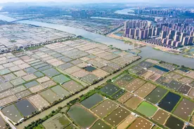 斗门：筑梦沃野绘新景，村美民富产业兴图片