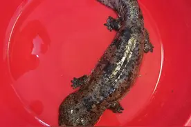 大冶钓友湖边钓到4公斤重怪鱼，经鉴定系野生娃娃鱼图片