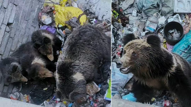 棕熊一家被困，警民搭“双木桥”暖心救援