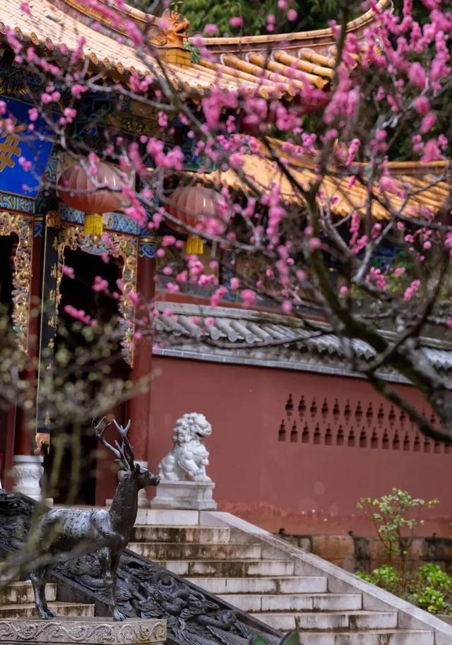 邂逅“梅”好时光！昆明超详细赏梅攻略来了