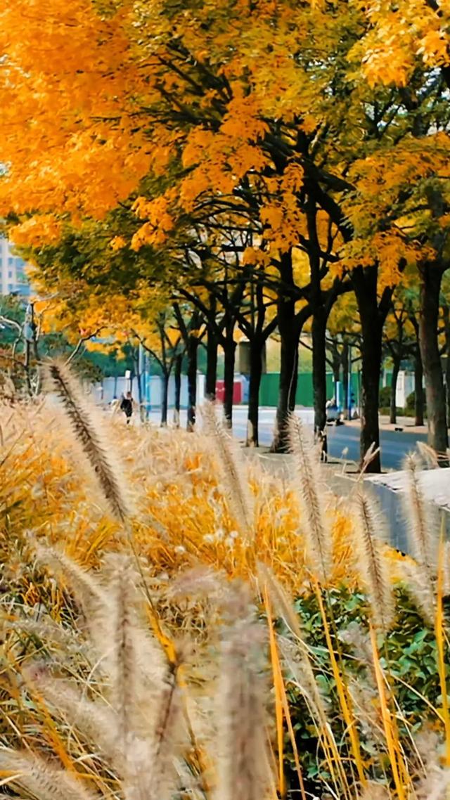 黄金大道秋意浓，石景山这条路进入最佳观赏期！