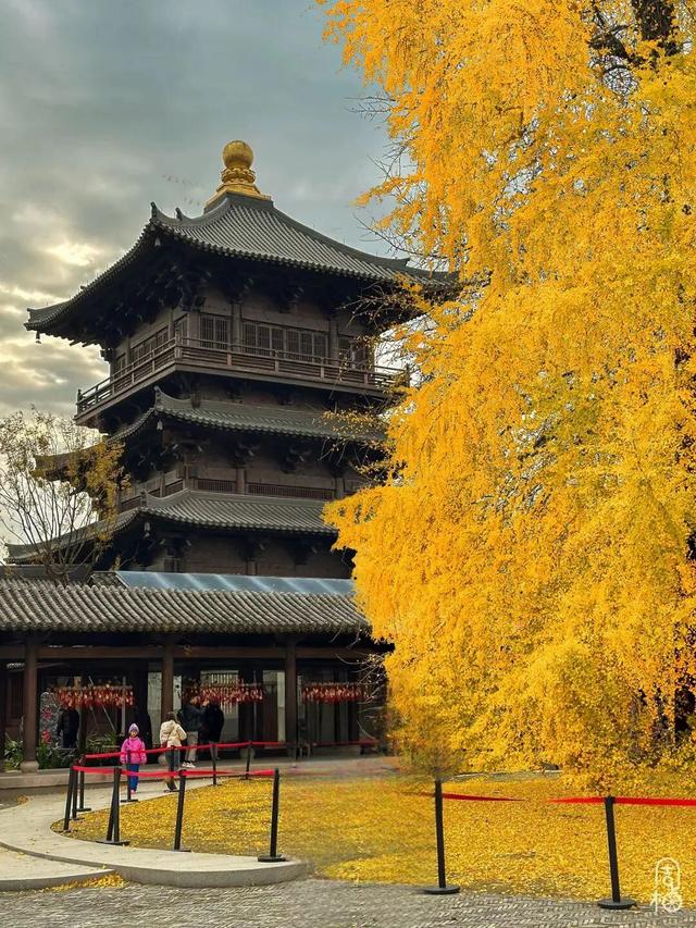 金黄染江南！浙江6大银杏秘境，藏着最温柔的初冬
