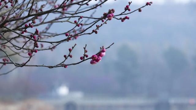 气温直冲20℃！第一波赏花的人已出发