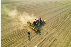 精河县2万亩甜菜陆续开播图片