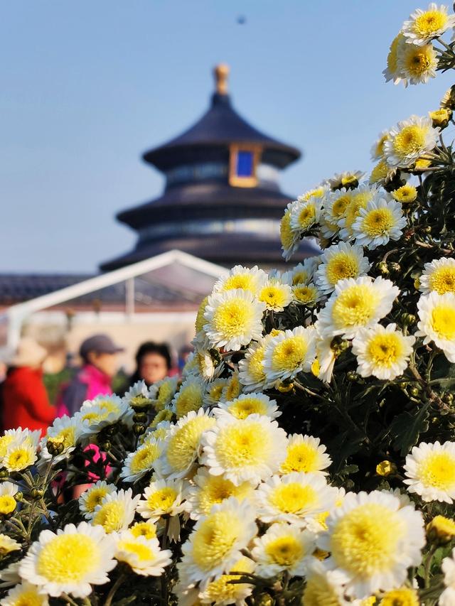 恢弘祈年殿与清雅菊花同框！天坛公园第44届菊展启幕