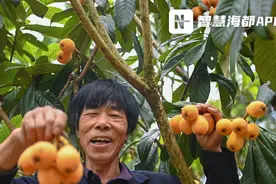 十几年如一日！这对泉州夫妇的枇杷膏太出名！图片