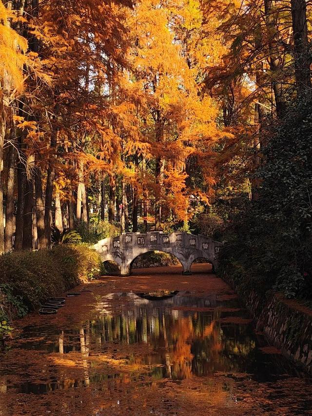大武汉一日 | 这样解锁武汉的初冬浪漫，值了！