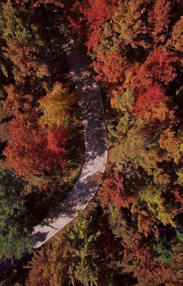 昆明迎来最美赏枫季 打卡攻略奉上