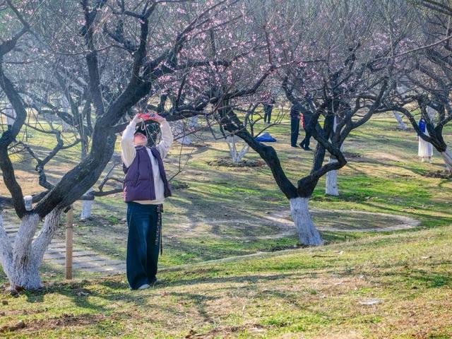 武汉梅花美到封神！官方赏梅地图请收好