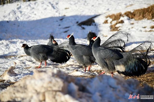 快来看！成群蓝马鸡亮相肃南马蹄寺