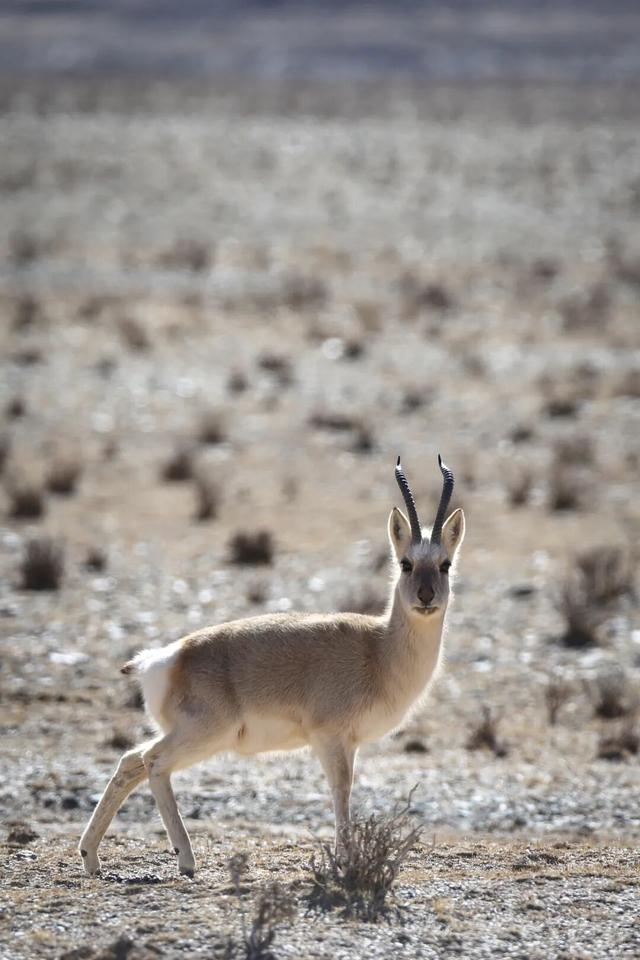 中国最伟大的荒野，从盗猎战场到生命乐园