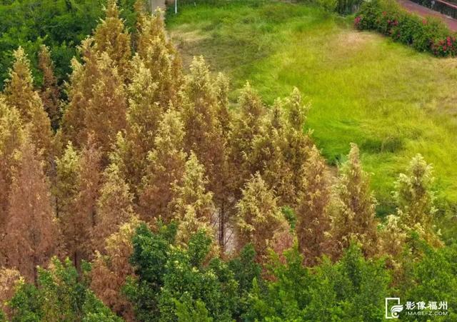 闽冬绝色，一场流动的盛宴🌺🌸❄️