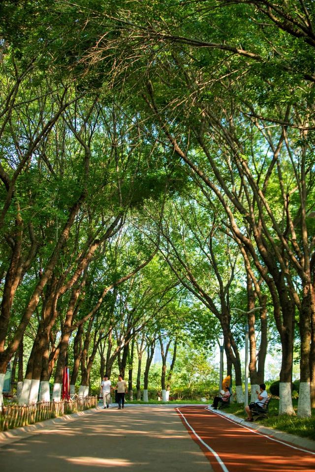 夏日清韵｜银河公园——藏不住的“城市绿肺”