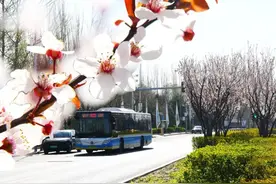 一车载尽运河春光！通游专线23路清明假期直达环球影城 / 绿心公园图片