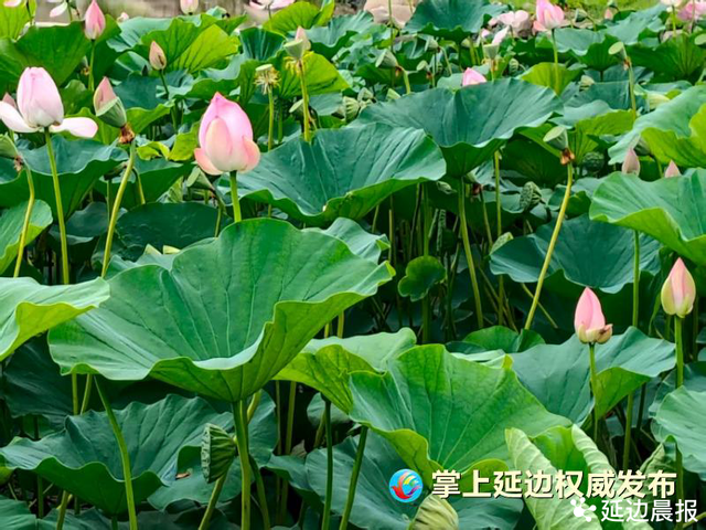 浪漫夏日，为“荷”到延边！赏荷地图来了~