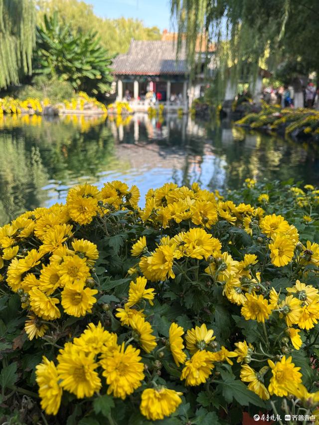 金秋菊展游人如织