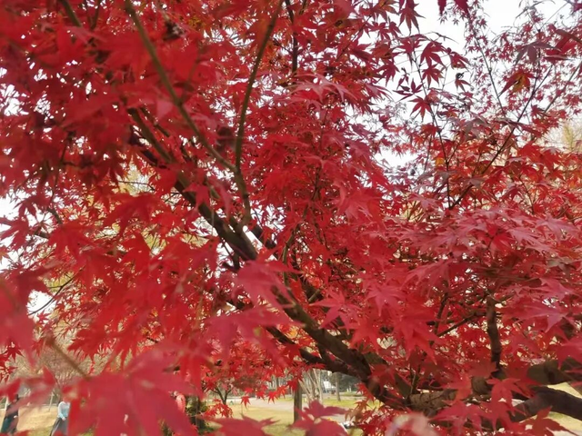 报告！洛阳这里的乌桕红了！