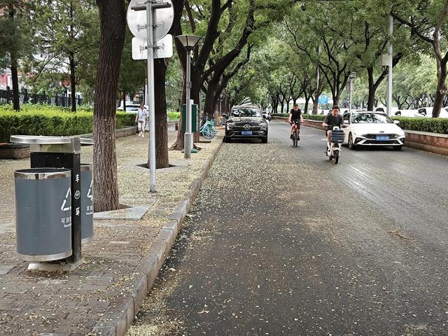 槐花“地毯”湿滑，赏景也需留心脚下安全