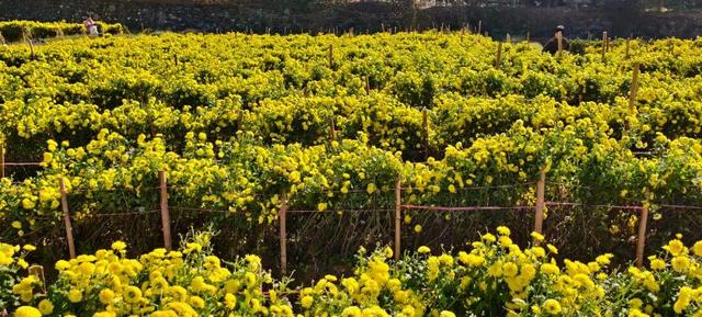 嘿，一起“采菊东篱”，就在这→