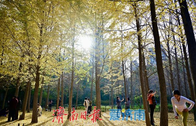 一年四季 泉在济南丨银杏洒金秋意浓 公园变身“天然影棚”