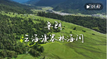 文旅新探·夏游西藏｜鲁朗写生记：云海漫卷林海间
