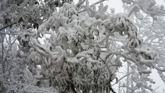 组图 | 宜章莽山：冬日雾凇美出圈
