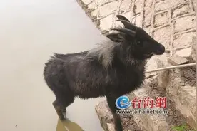 神秘的“四不像”现身山间池塘 中华鬣羚首次在厦门被观测记录图片