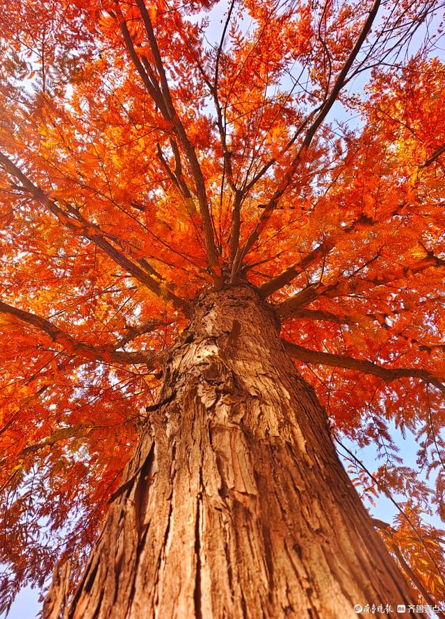 冬日水杉叶泛红，沂河岸边添美景